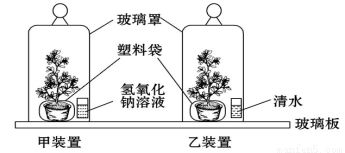 植物生命活動研究實驗解析